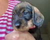 Dachshund (Wire Haired)