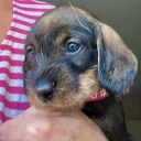 Dachshund (Wire Haired)