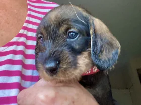 Dachshund (Wire Haired)