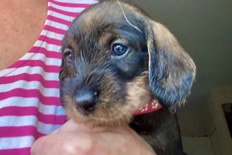 Dachshund (Wire Haired)