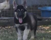 German Shepherd (Alsatian)