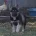 German Shepherd (Alsatian)