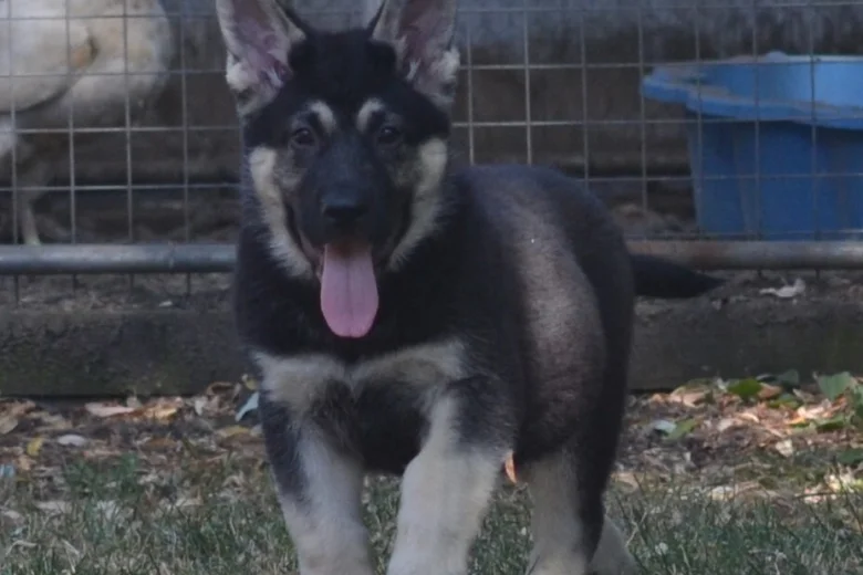 German Shepherd (Alsatian)