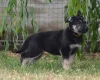 German Shepherd (Alsatian)