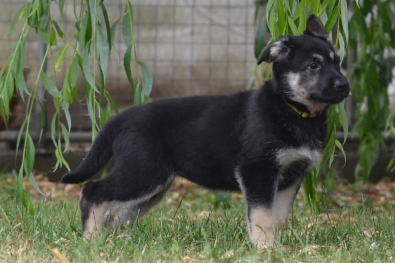 German Shepherd (Alsatian)