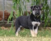 German Shepherd (Alsatian)
