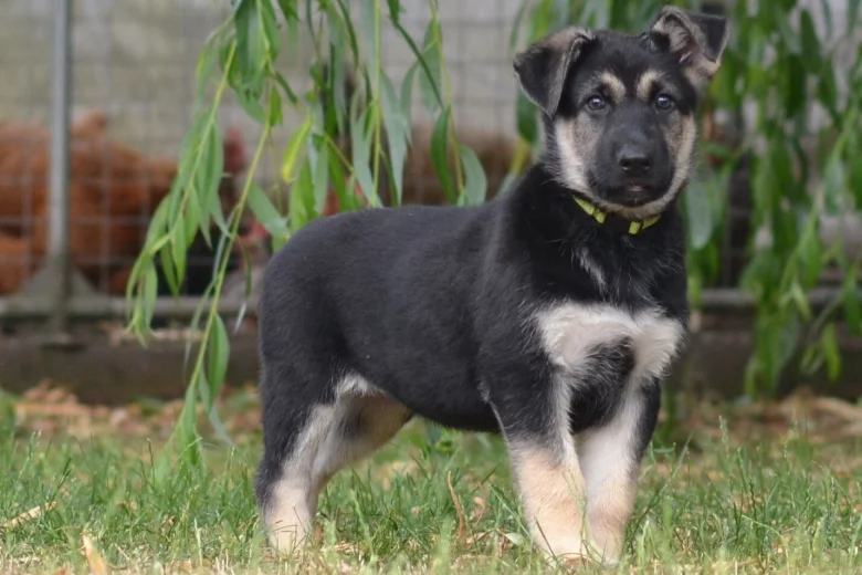 German Shepherd (Alsatian)