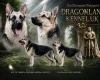 German Shepherd (Alsatian)