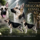 German Shepherd (Alsatian)