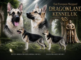 German Shepherd (Alsatian)