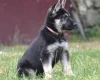 German Shepherd (Alsatian)