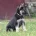German Shepherd (Alsatian)