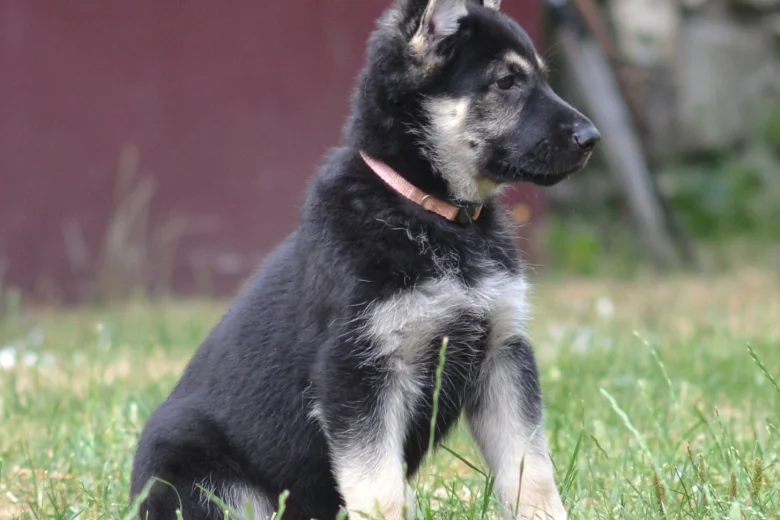 German Shepherd (Alsatian)