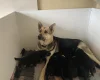 German Shepherd (Alsatian)
