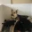 German Shepherd (Alsatian)