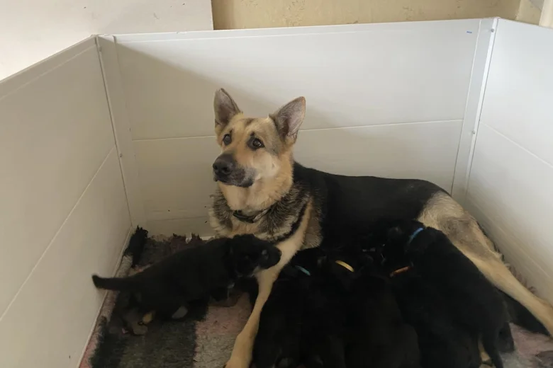 German Shepherd (Alsatian)