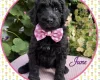 Labradoodle