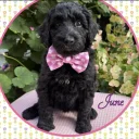 Labradoodle