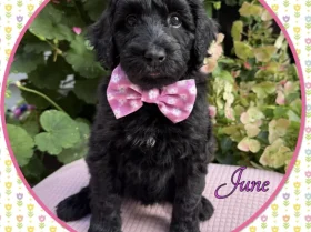 Labradoodle