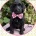 Labradoodle