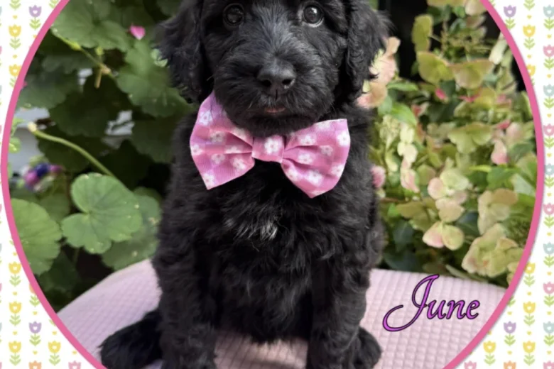 Labradoodle