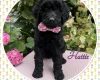 Labradoodle