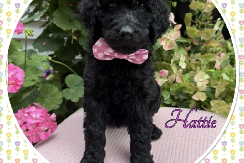 Labradoodle