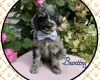 Labradoodle