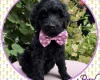 Labradoodle