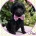 Labradoodle