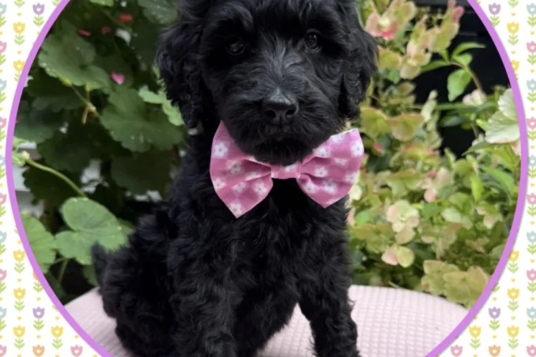 Labradoodle
