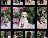 Labradoodle