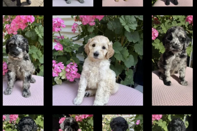 Labradoodle