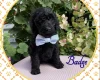Labradoodle