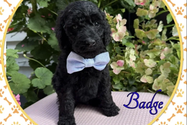 Labradoodle