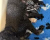 Labradoodle