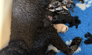 Labradoodle