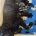 Labradoodle