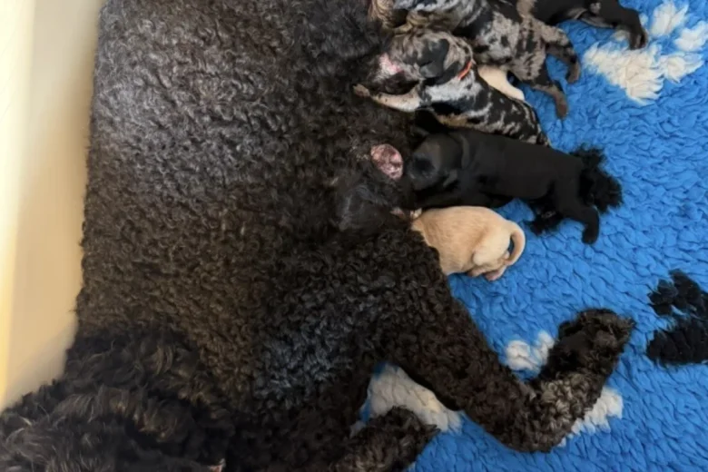 Labradoodle