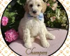 Labradoodle