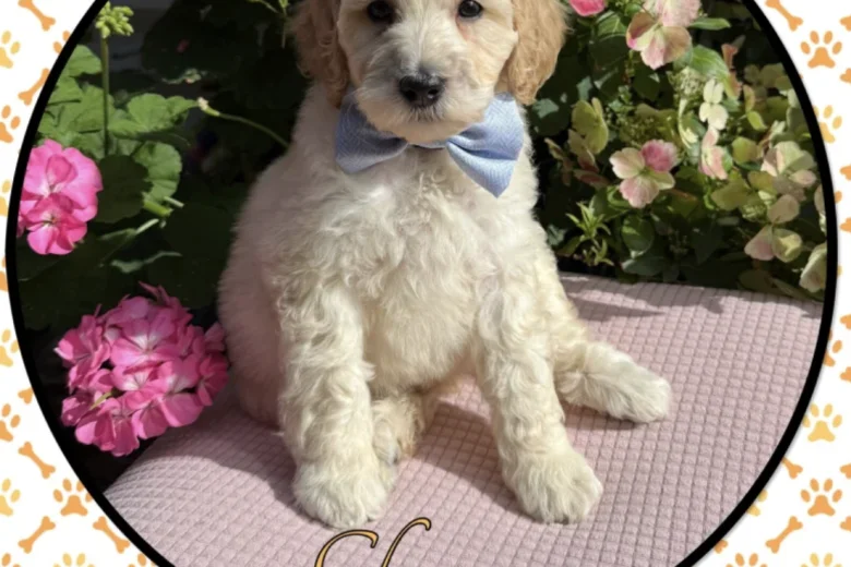 Labradoodle
