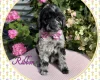 Labradoodle