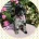 Labradoodle