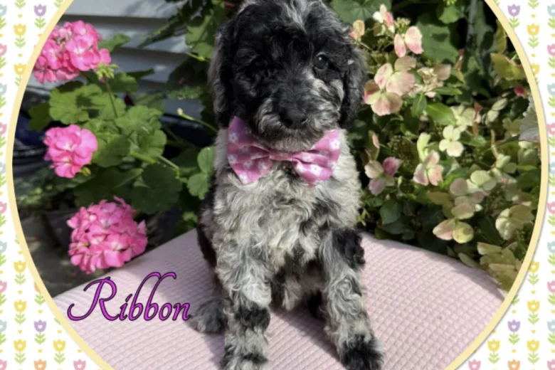 Labradoodle