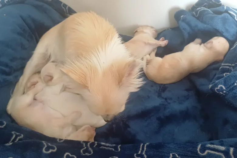 Chihuahua