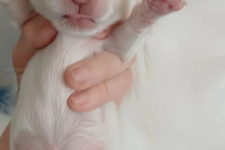 Chihuahua