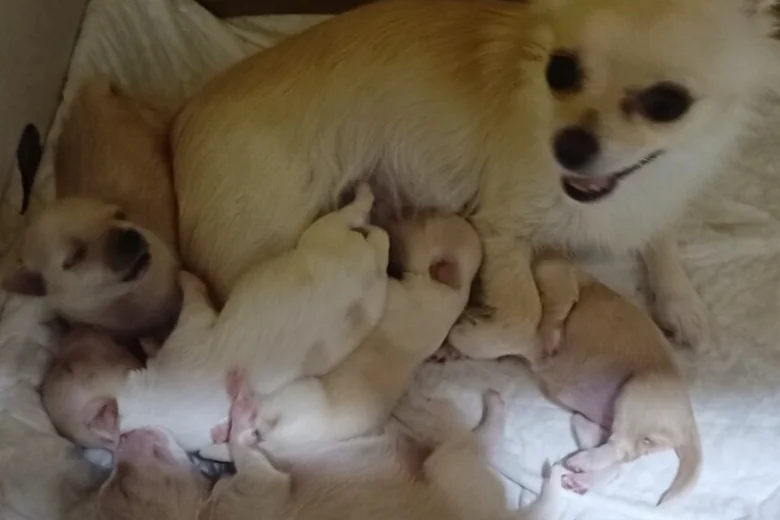 Chihuahua