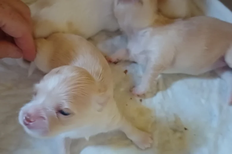 Chihuahua