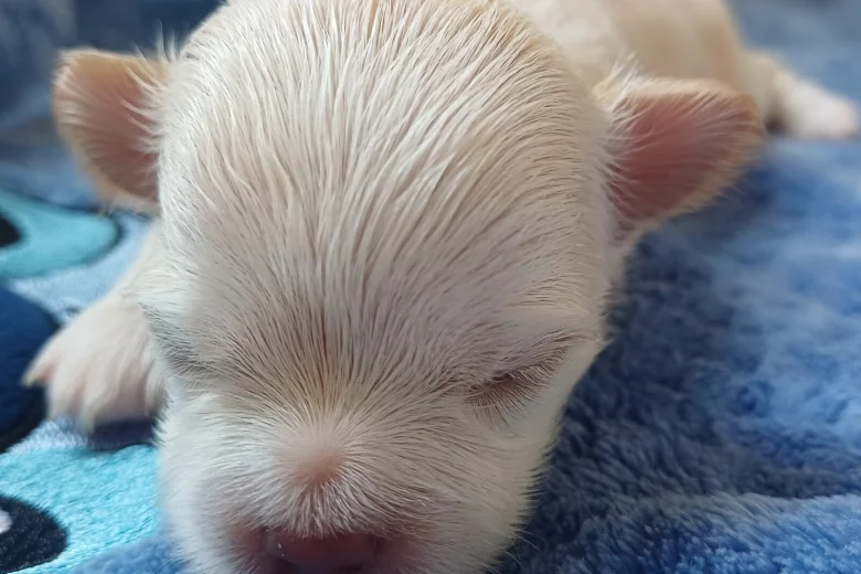 Chihuahua