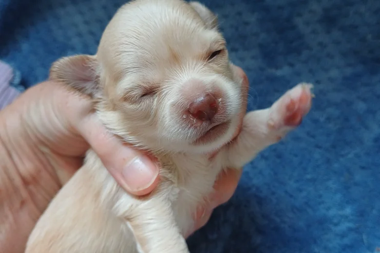 Chihuahua